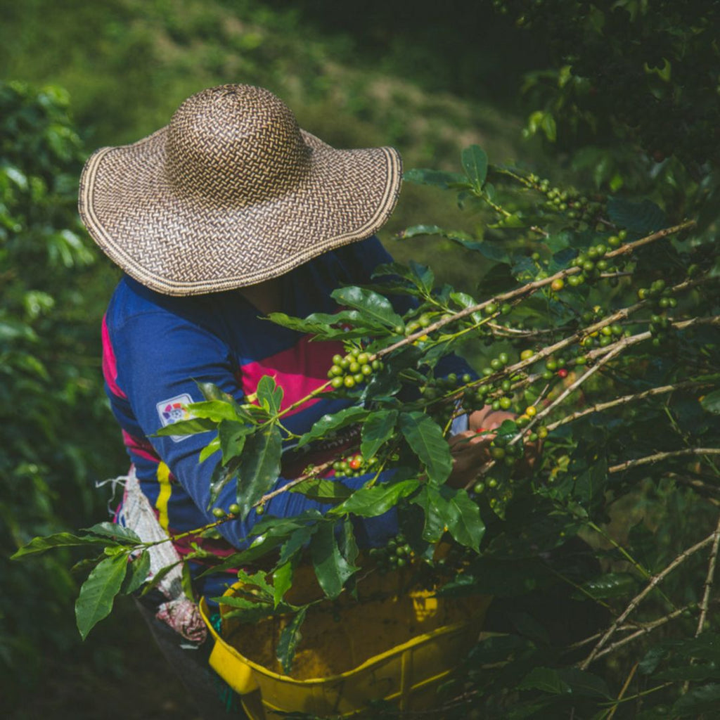 April 2024 News - World Coffee News, Roasters Holiday & New Colombian Coffee