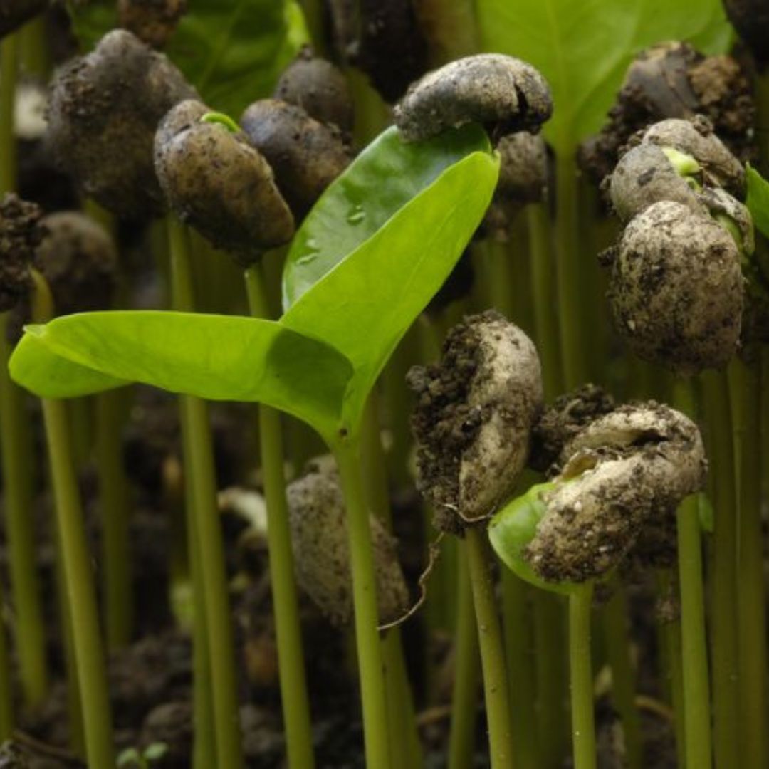 Easter 2024 News: Easter Gifts, Coffee News and a Spring Sale!