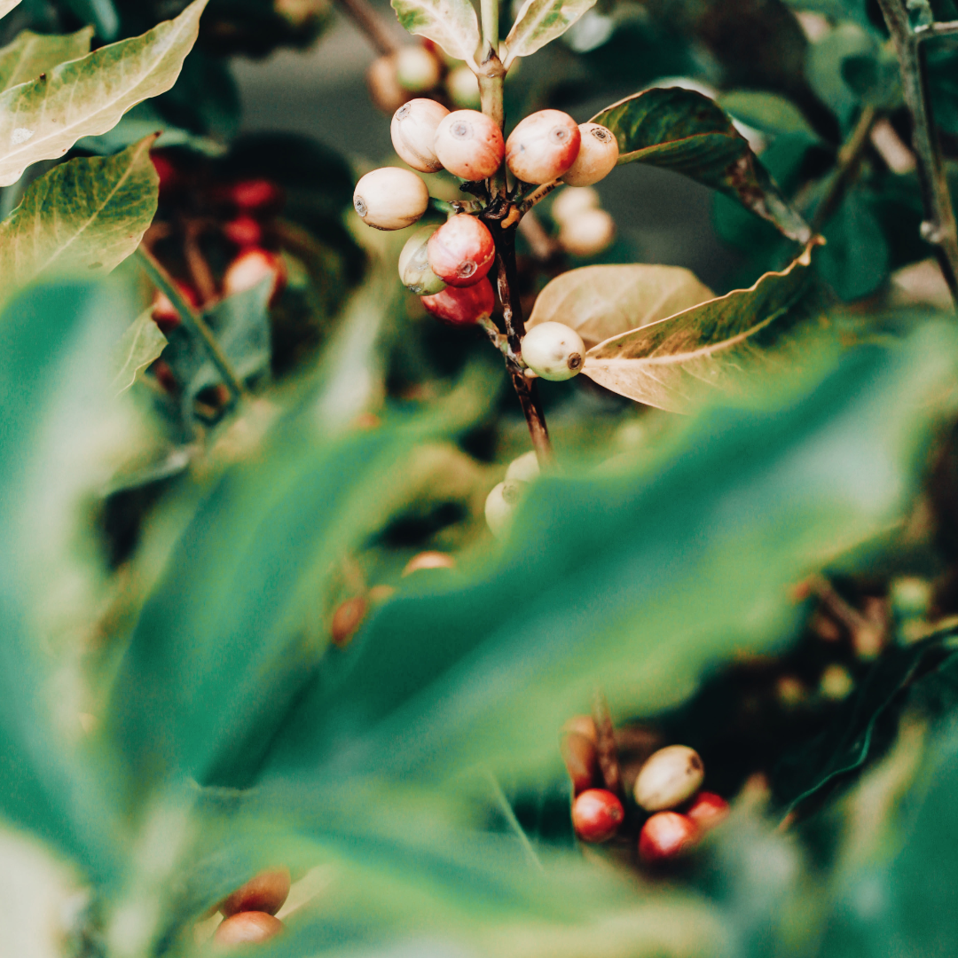 Coffee cherries on coffee plant