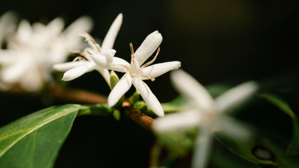 Close-up of white coffee flowers with green leaves on a dark background