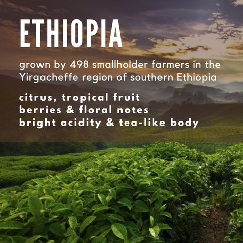 Ethiopia Yirgacheffe single origin coffee - Well Roasted Coffee
