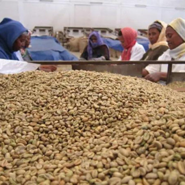 Ethiopia Yirgacheffe sorting coffee