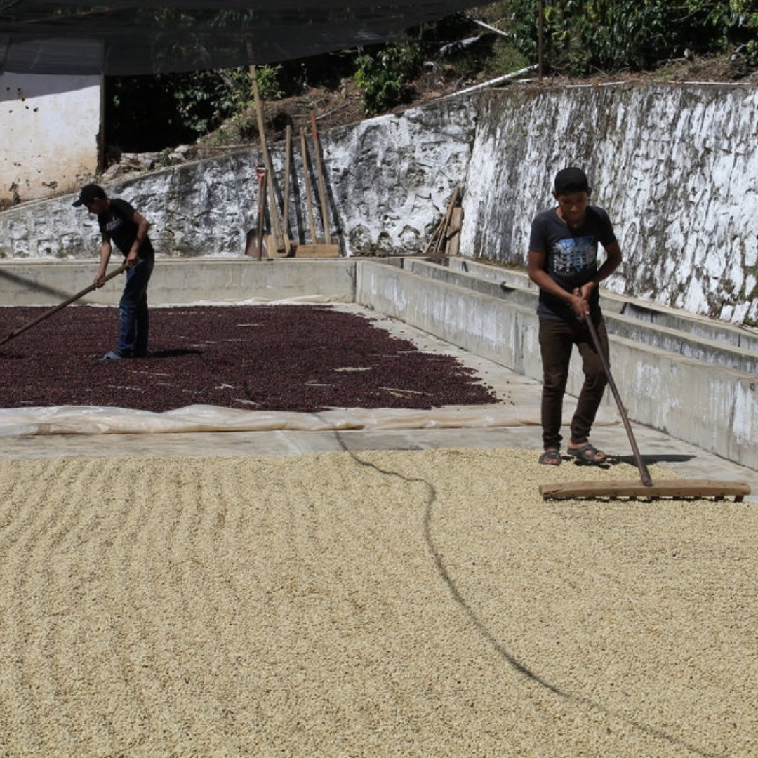 Drying coffee at Finca Palo Blanco Coffee Farm Guatemala