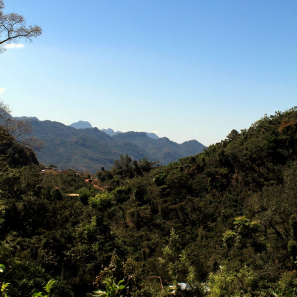 View of Finca Palo Blanco Coffee Farm Guatemala