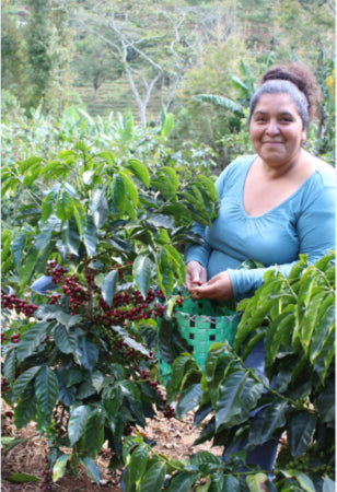 GEA Woman picking coffee