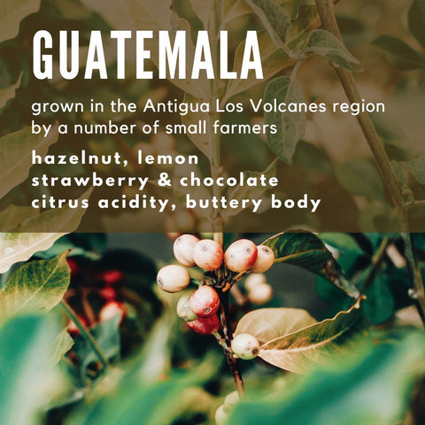 Guatemala Antigua Coffee - Well Roasted Coffee