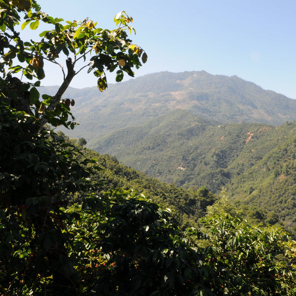 Guatemala Santa Rosa Coffee