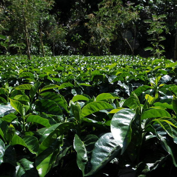 Guatemala Santa Rosa Coffee