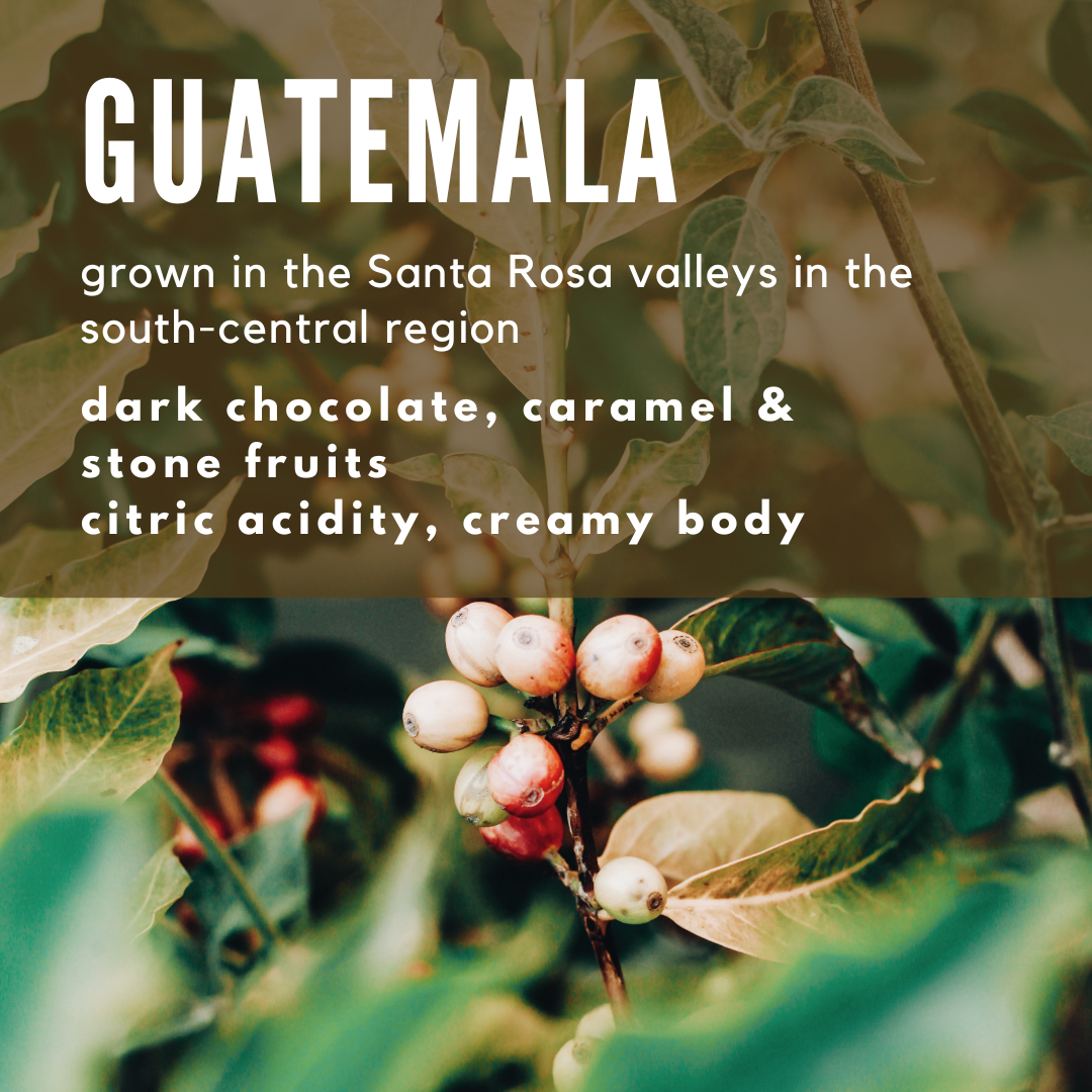 Guatemala Santa Rosa Coffee - Well Roasted Coffee