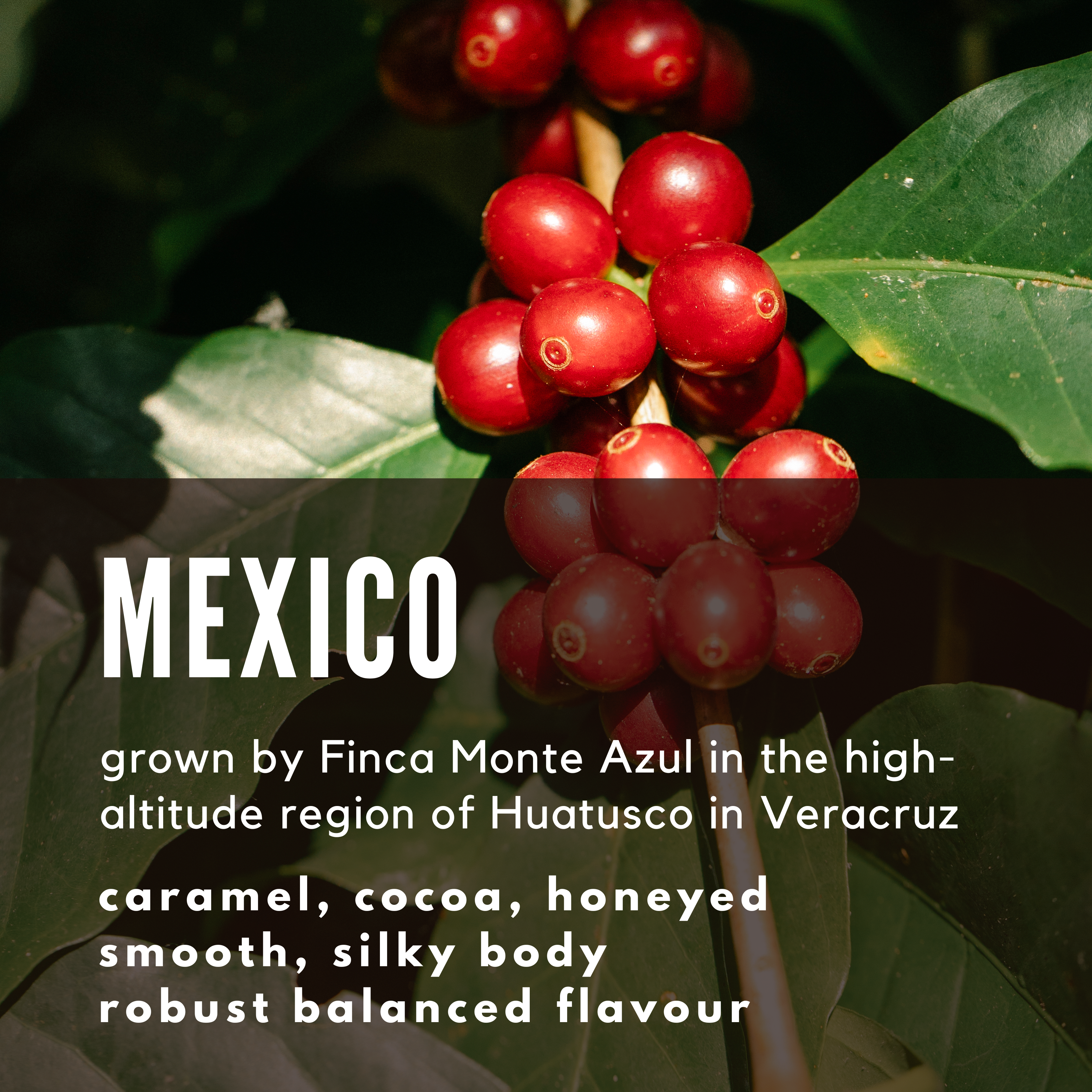 Mexico Finca Monte Azul Coffee - Well Roasted Coffee