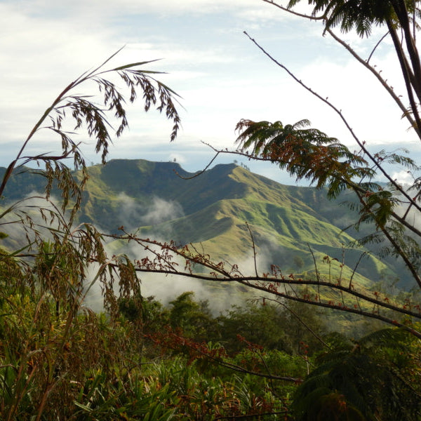 Papua New Guinea eastern highlands mountain range and forest