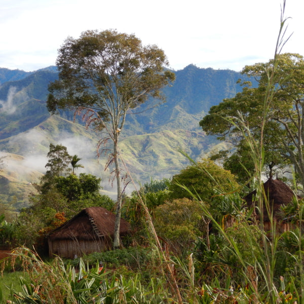 Papua New Guinea eastern highlands mountain range and forest, with wooden huts amongst the trees