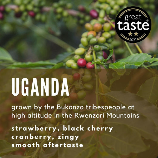 Uganda Bukonzo Dream Coffee - Well Roasted Coffee