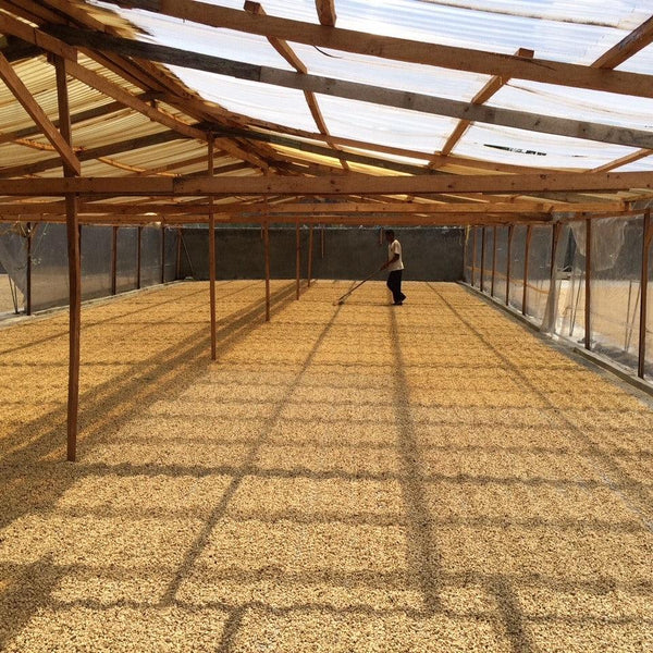 Sumatra coffee drying