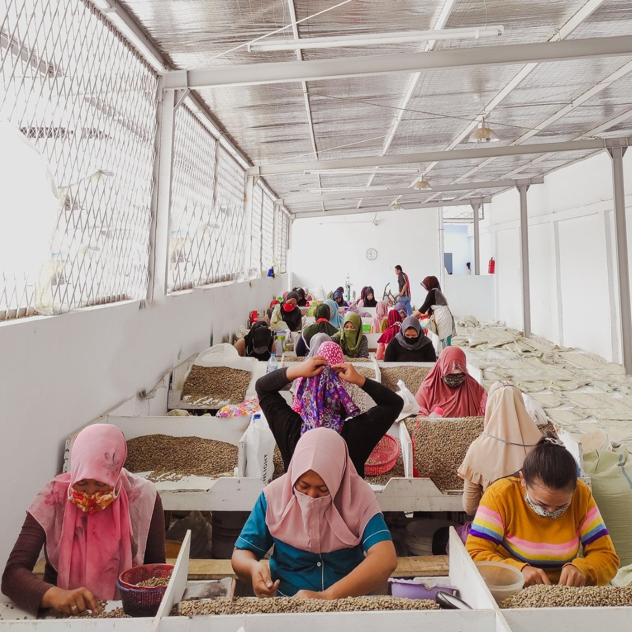 Sumatra coffee sorting 