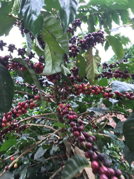Brazilian Fazenda Sao Lucas - Well Roasted Coffee
